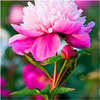 Peonia piwonia mix zestaw kolorów 3 szt.