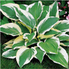 Hosta Funkia Patriot 1 szt.