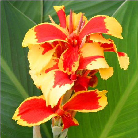 Canna Kanna Queen Charlotte Paciorecznik czerwona 3 szt.