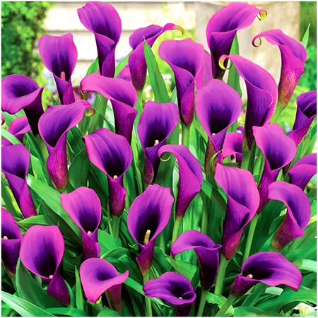 Kalia Calla Zantedeschia Grape Velvet fioletowa 3 szt.