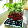 Pomidor koktajlowy Garden Perle Cherry nasiona 0,3 g
