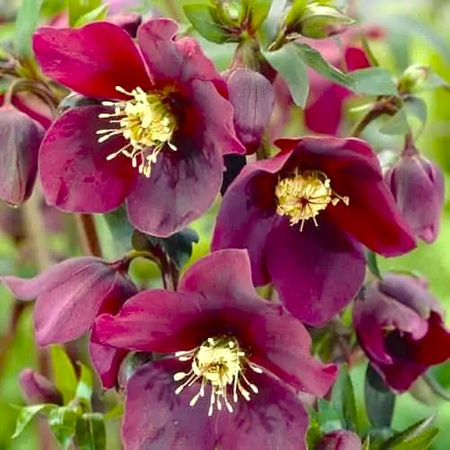 Ciemiernik purpurowy Helleborus Purpurascens 3 szt.