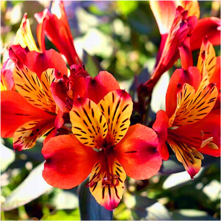 Alstroemeria ogrodowa Mars czerwona 1 szt.