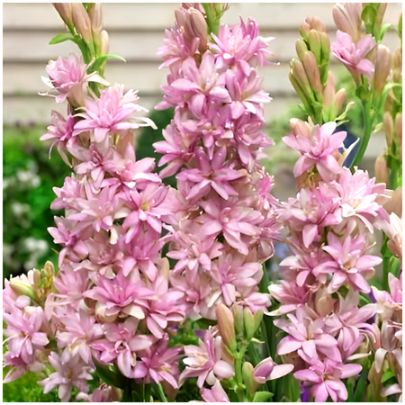 Tuberoza różowa wonna pink sapphire 3 szt.