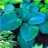 Hosta funkia niebieska blue angel 3 szt.