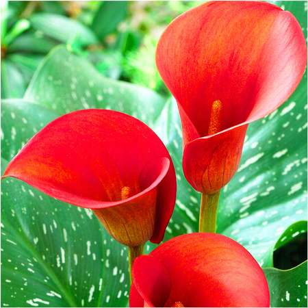Kalia Calla Zantedeschia Bloody Mary czerwona 1 szt.