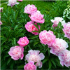 Peonia piwonia mix zestaw kolorów 3 szt.