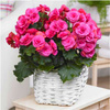 Begonia Podwójna Różowa 1 Szt.