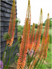 Eremurus pustynnik himalajski Cleopatra 3 szt.