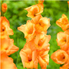 Gladiolus mieczyk pomarańczowy 5 szt.