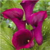 Kalia Calla Zantedeschia Grape Velvet fioletowa 3 szt.