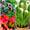 Kalia Calla Zantedeschia mix kolorów fioletu 3 szt. 