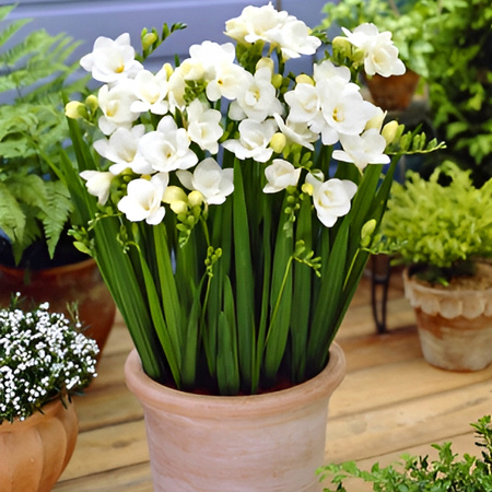 Frezja Pełna Biała Freesia Double Cebulki 10 Szt.