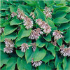 Hosta sieboldiana elegant 1 szt.