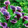 Kalia Calla Zantedeschia Dubai Night 3 szt.
