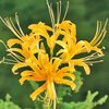 Lilia Pajęcza Lycoris Aurea żółta 3 szt.