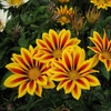 Gazania Lśniąca 0,5g