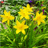 Liliowiec żółty aten hemerocallis 1 szt.