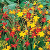 Krokosmia Ogrodowa Crocosmia Cynobrówka Mix Kolorów Cebule 10 Szt.