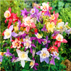 Orlik Ogrodowy Aquilegia Mix kolorów 3 szt.