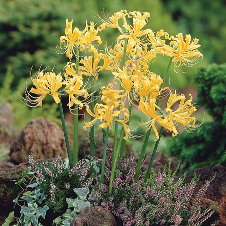 Lilia Pajęcza Lycoris Aurea żółta 3 szt.