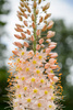 Eremurus pustynnik himalajski Cleopatra 3 szt.
