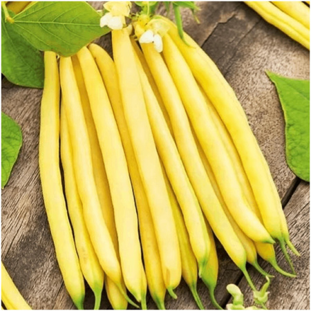 Fasola szparagowa bezwłóknista żółta Saxa nasiona 50 g