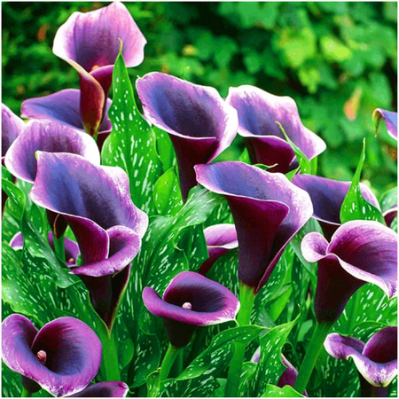 Kalia Calla Zantedeschia Dubai Night 1 szt.