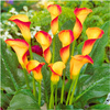 Kalia Calla Zantedeschia Morning Sun Pomarańczowa 1 szt.
